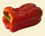 pimiento morron
