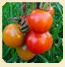 Planta de tomate