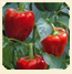 Planta de pimiento morron