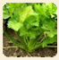 planta de apio