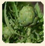 planta de alcaucil